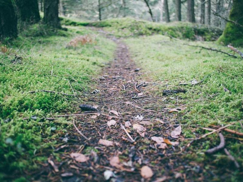 Sapien ante ornare nostra venenatis semper felis libero dignissim malesuada elementum in vehicula neque